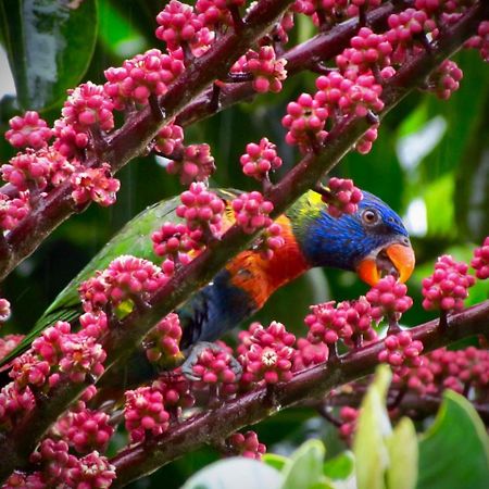 Daintree Manor B&B Dış mekan fotoğraf