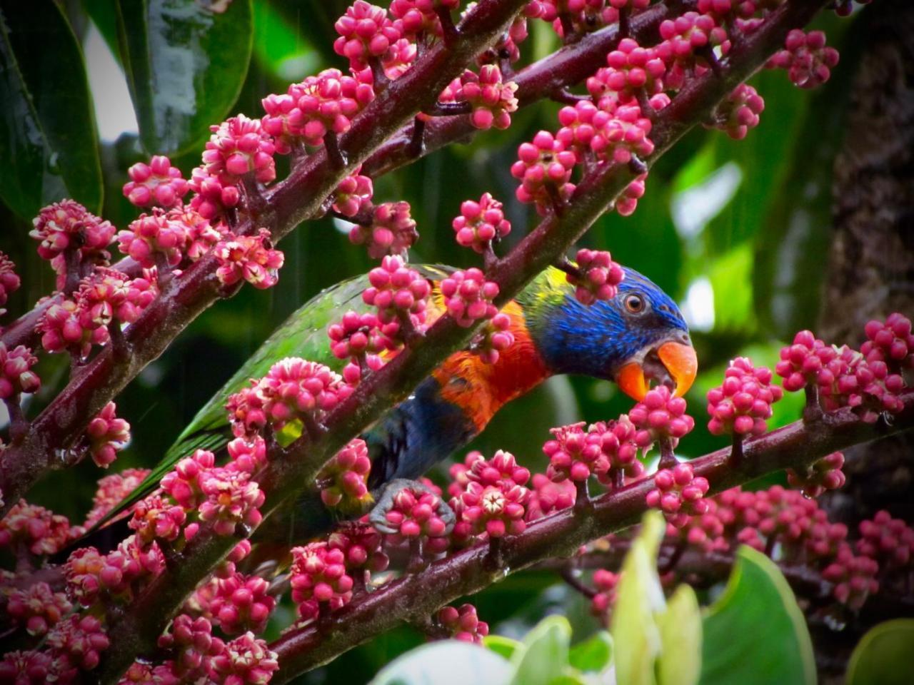 Daintree Manor B&B Dış mekan fotoğraf